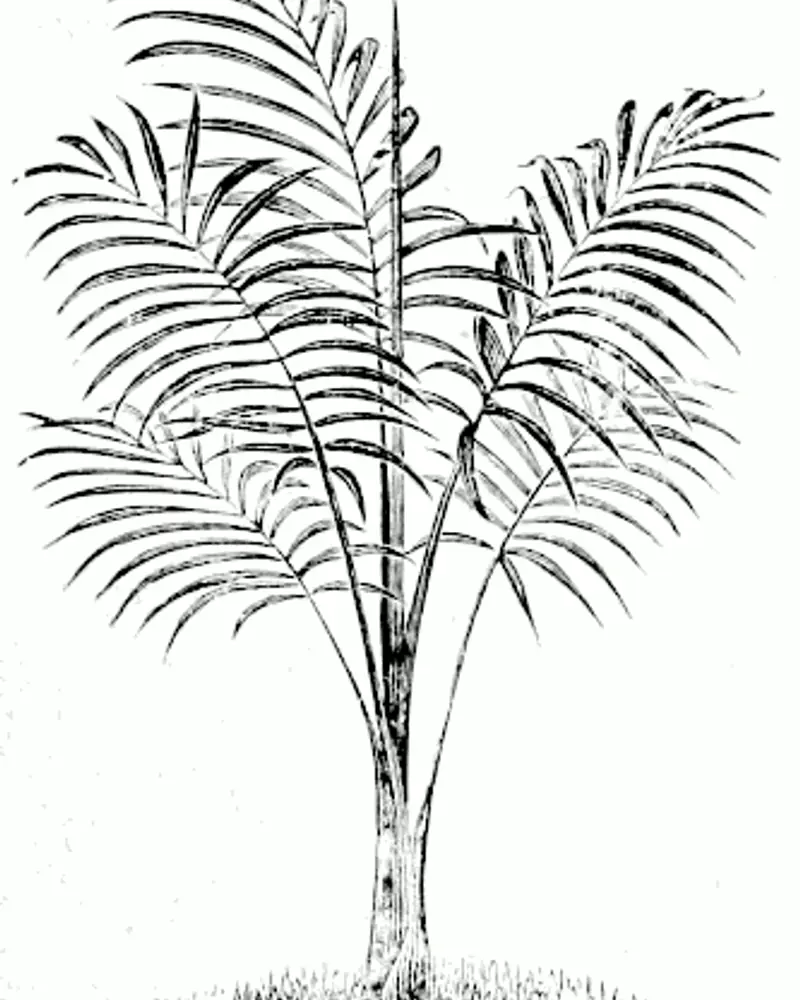 A line engraving of a young Chamaedorea elegans showing the slender stem and arching fronds.