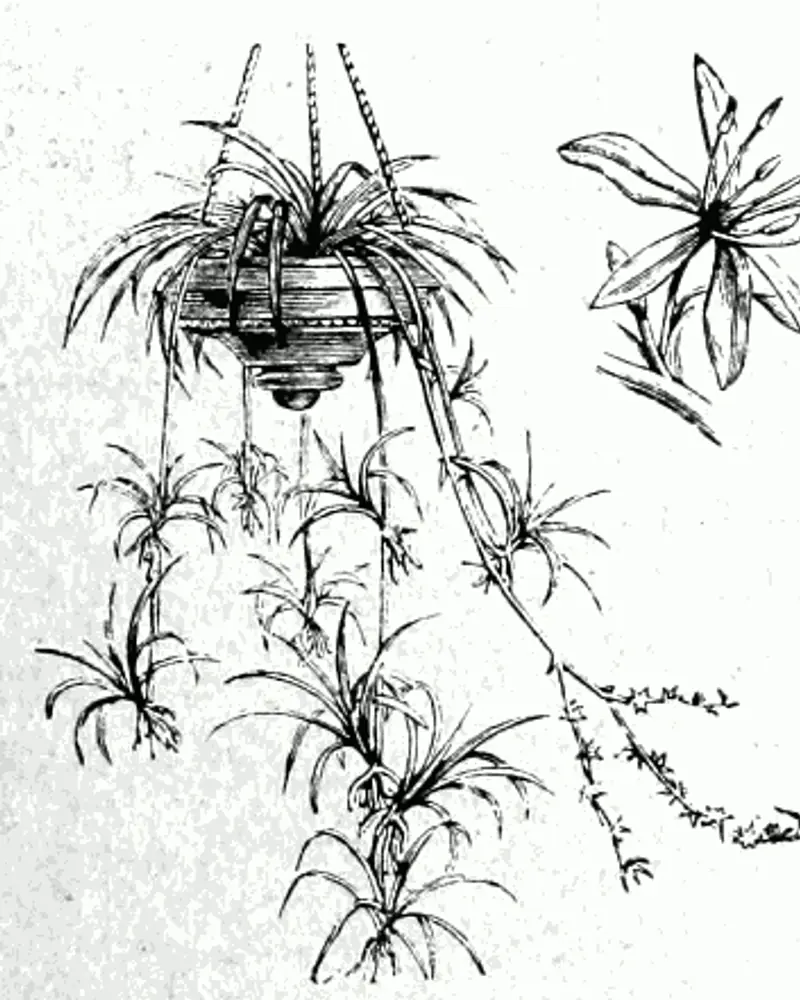 A line drawing of Chlorophytum comosum in a hanging basket, its arching strap leaves above long wiry runners that carry small rosettes of plantlets.