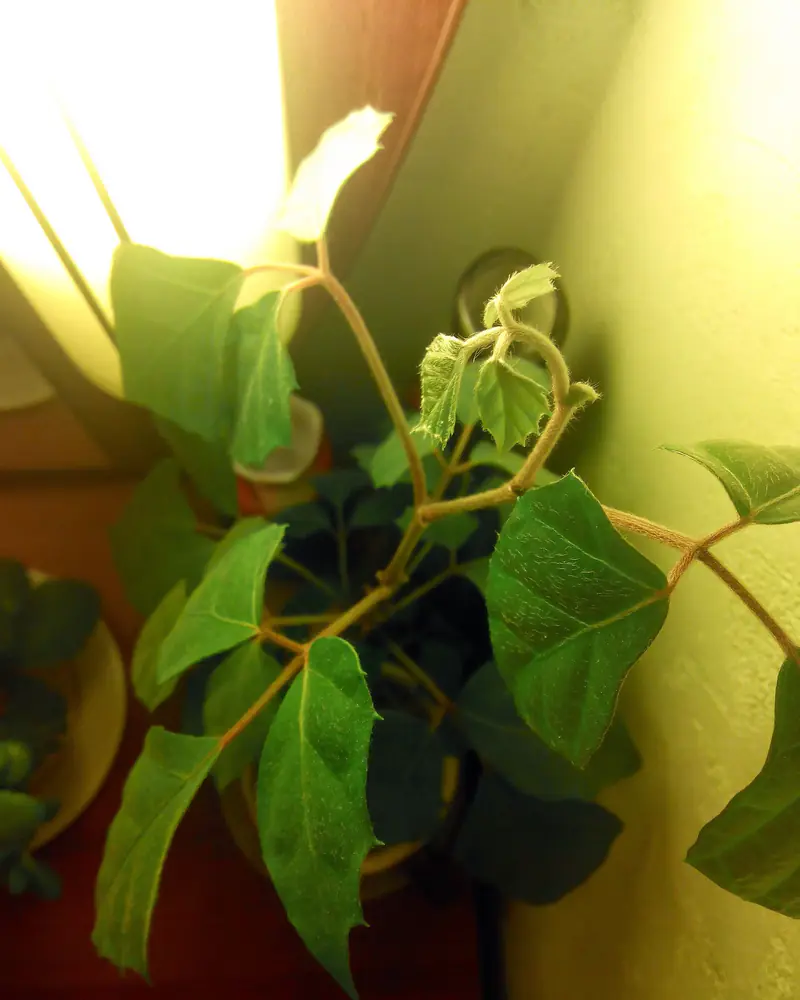 A photograph of a grape ivy in a pot indoors, showing trailing reddish stems carrying toothed diamond shaped leaflets in threes, with no flowers present.