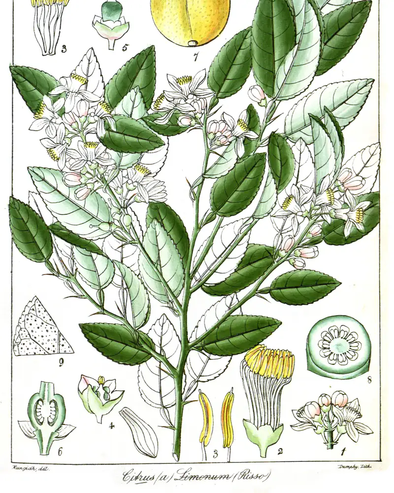 A hand coloured plate of a lemon in flower and fruit, showing a branch of leathery pointed leaves with white five petalled blossom, a whole ripe fruit above and the cut fruit and flower parts studied separately below.