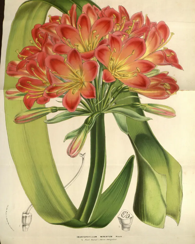 A hand coloured plate of a clivia in flower, showing broad strap shaped leaves arching from the base and a dense head of orange red trumpet flowers with pale yellow throats.