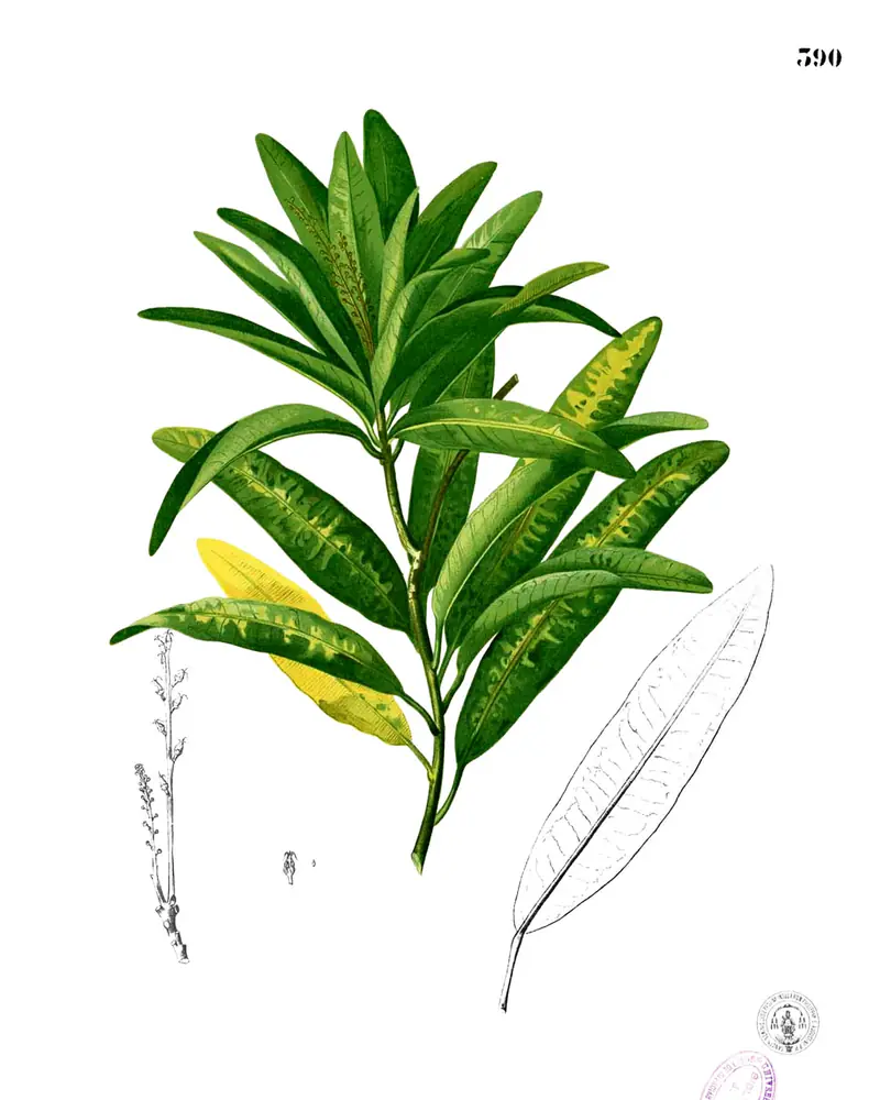A hand coloured plate of Codiaeum variegatum showing the narrow leaves and flowering spike.