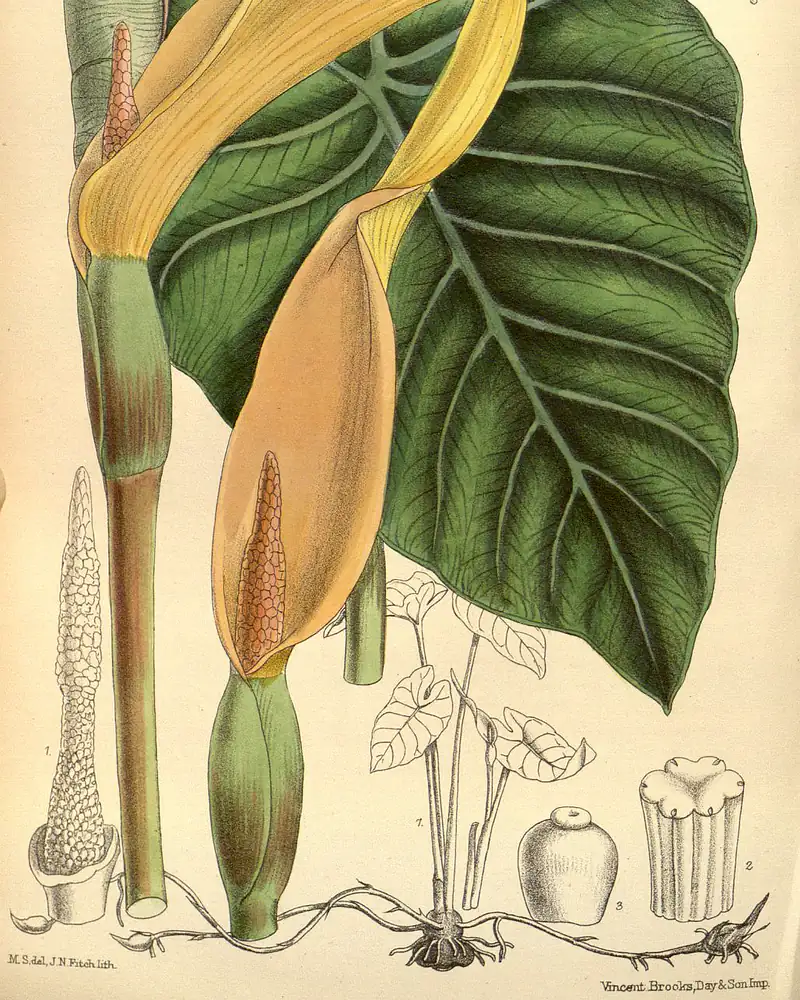 Hand coloured plate of a clumping tuberous herb, one broad heart-shaped leaf carried on a long upright stalk beside a furled yellow spathe and its pale spadix, with small corm and flower studies set around the margins.