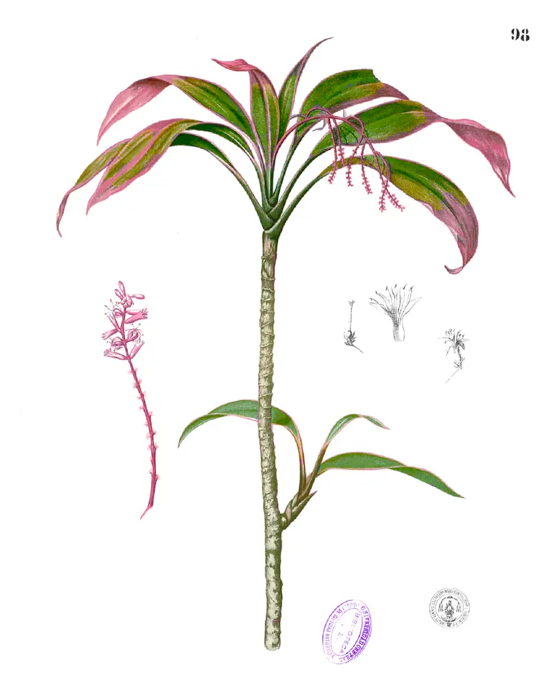 Hand coloured lithograph of a slender single-caned shrub topped by a spreading crown of lance-shaped leaves in rose and green, a drooping pink flower panicle beside the stem and two small flower studies at the right.