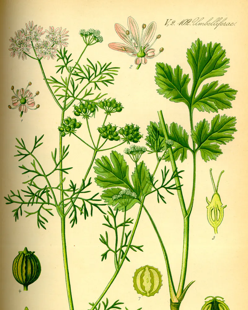 A hand coloured plate of Coriandrum sativum showing the divided leaves, umbel of flowers and the seed.