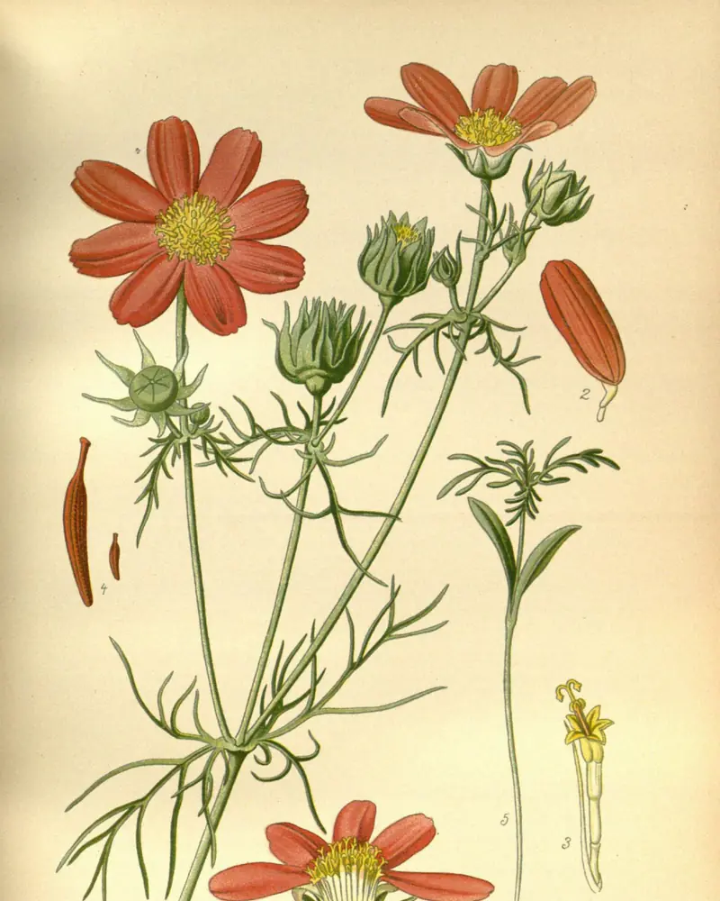Hand coloured plate of an upright branching annual in full flower, its rose-red daisy-like blooms held on wiry stems above thread-fine divided leaves, with small studies of a single floret and a seed alongside.