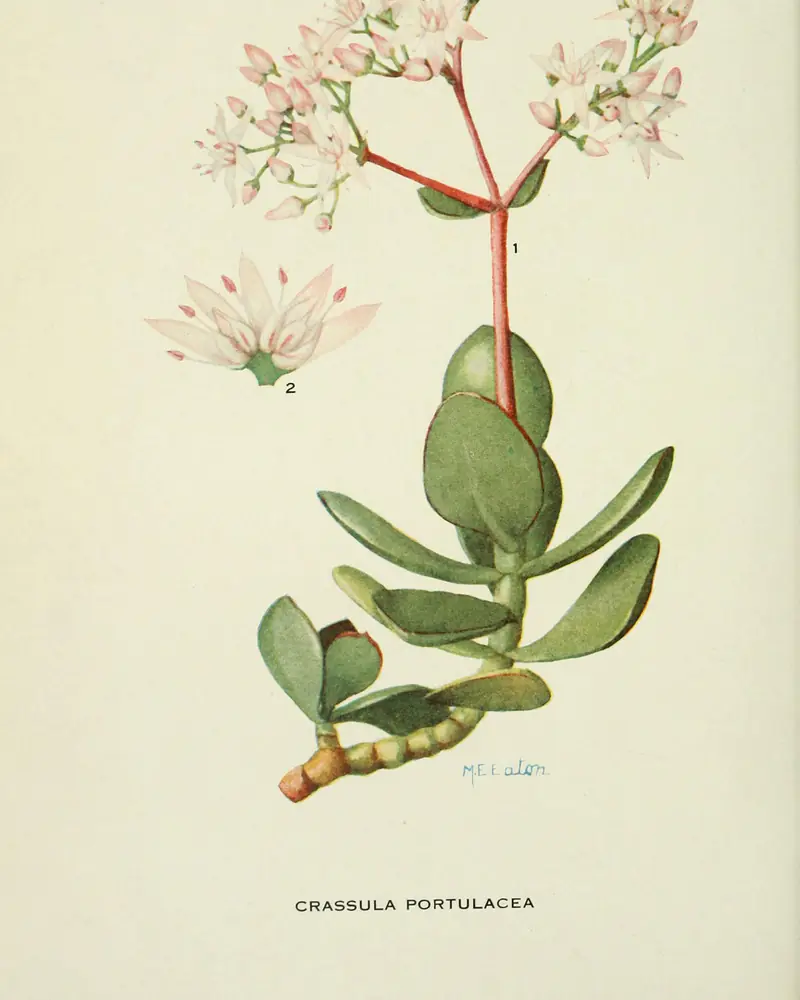 Hand coloured plate of a thick-stemmed succulent branch carrying paired oval fleshy leaves and a rounded head of small pale pink star flowers, with one flower drawn enlarged below.