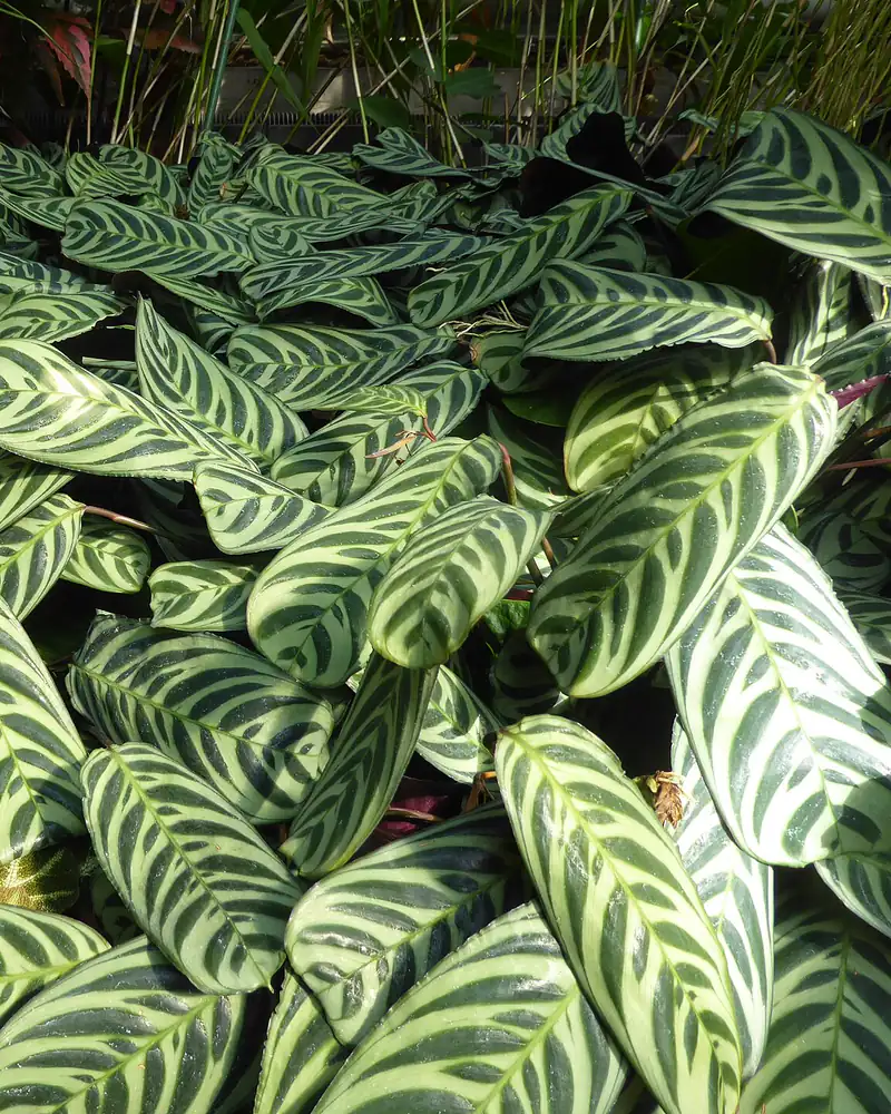 A photograph of a fishbone prayer plant, a low spreading mass of oblong pale green leaves ruled with dark green herringbone bars and not in flower.