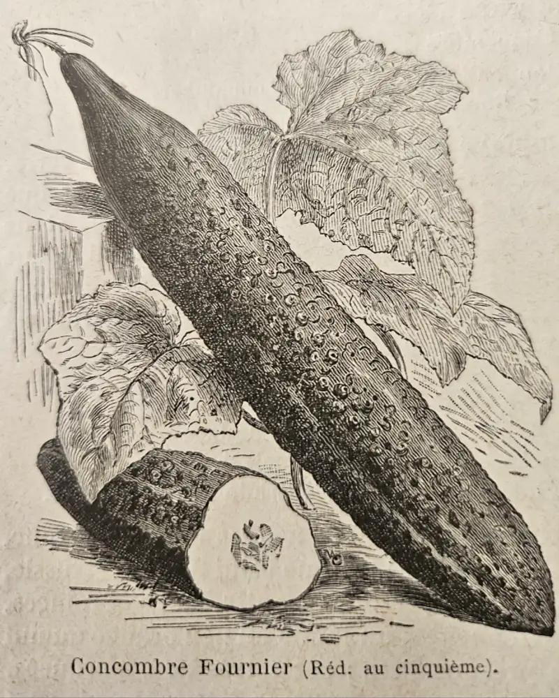 Wood engraving of a long ridged and warted cucumber hanging by its stalk among the broad lobed leaves of the vine, with a second fruit cut across to show the seed cavity, shown in fruit rather than in flower.