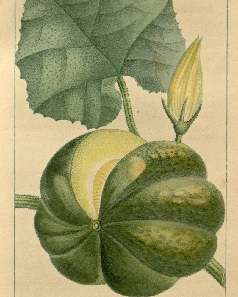 Hand coloured engraving of a trailing squash in both flower and fruit, a large ribbed green fruit cut open to show the pale flesh and seeds, with one broad lobed leaf above and a slim yellow flower on its bristled stalk.