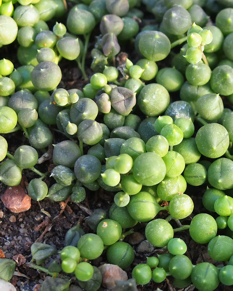 A photograph of a string of pearls, its slender trailing stems threaded with round bead like leaves and spilling across bare soil, with no flowers open.