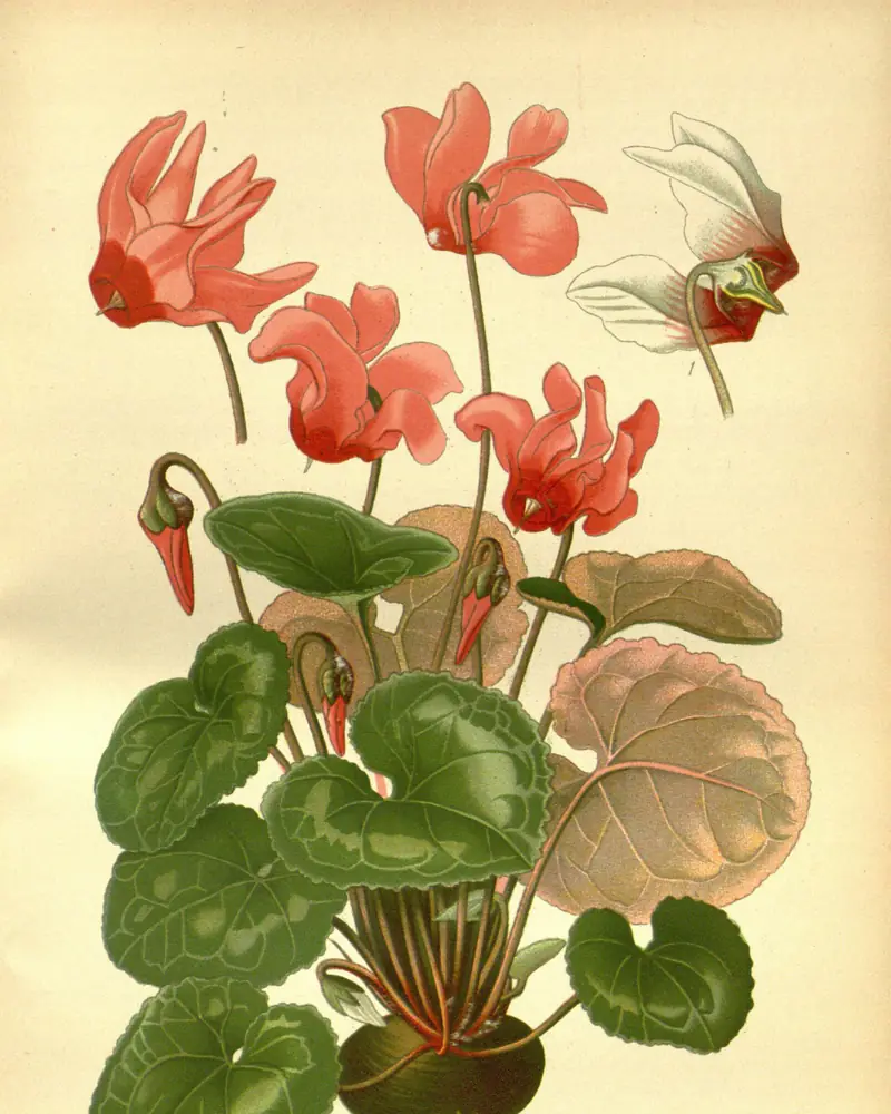 Hand coloured plate of a tuberous plant in full flower, its heart-shaped marbled leaves forming a low mound above the corm and rose-pink flowers with swept-back petals held on slender stalks, with one white flower drawn separately.