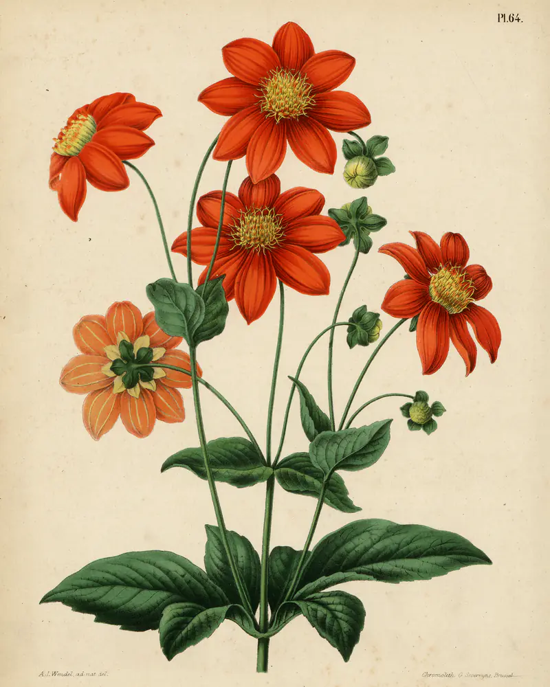 Hand coloured lithograph of an upright branching perennial in full flower, carrying single scarlet blooms with yellow centres and rounded green buds above leaves divided into broad toothed leaflets.