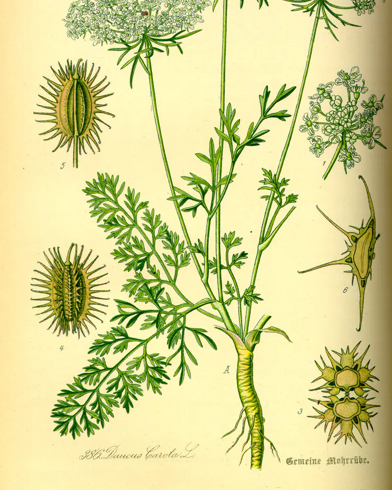 Hand coloured plate of a whole carrot plant in flower, showing the tapering pale root, finely cut feathery leaves and flat white umbels, with enlarged studies of a floret and the ribbed bristly seeds around it.