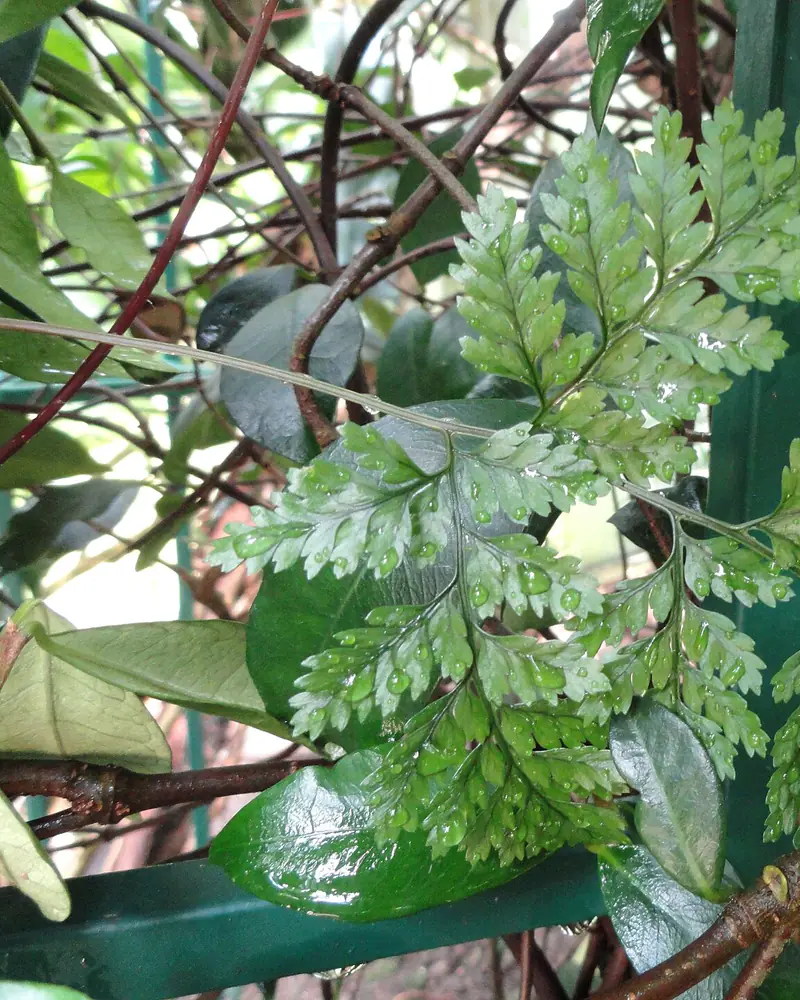 Photograph of a fern with arching triangular fronds cut into fine lacy segments, spreading from a creeping rhizome against darker glossy leaves behind.