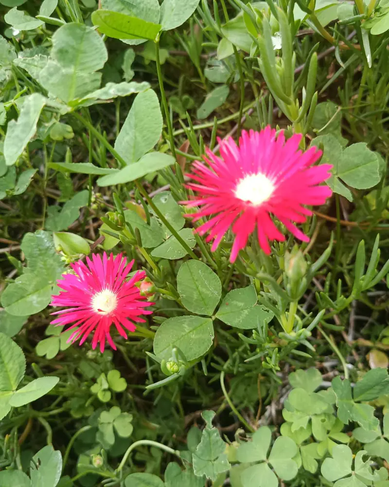 Photograph of a low trailing succulent in flower, its slim cylindrical leaves creeping through surrounding greenery with two magenta-pink daisy-like blooms open at the centre.
