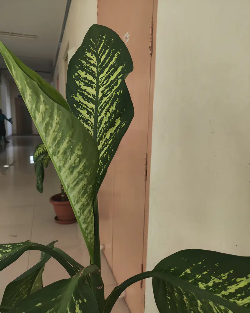 A photograph of a Dieffenbachia seguine leaf showing the cream marking along the veins.