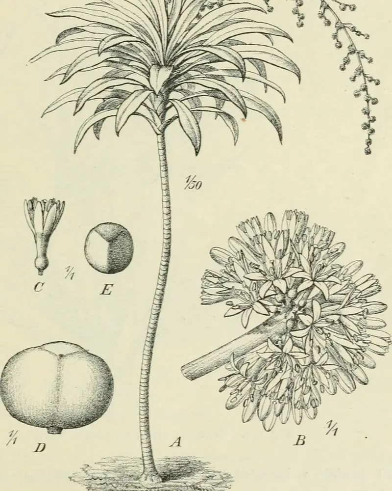 Engraving of a slender single-trunked tree topped by a rosette of arching strap-shaped leaves and a long drooping panicle of buds, with enlarged studies of a flower cluster, a single flower, a fruit and a seed beside it.