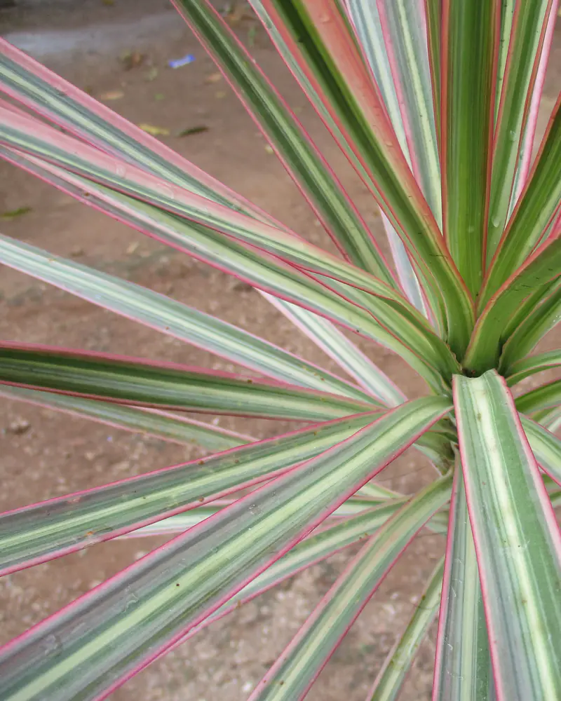 A photograph looking down into the head of a Dracaena marginata, showing the narrow red edged leaves.