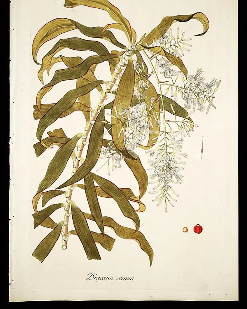 Hand coloured engraving of a leafy shrub stem in flower, its narrow strap-shaped leaves crowded and bent back along the cane beside a loose spray of small white flowers and two round red fruits.