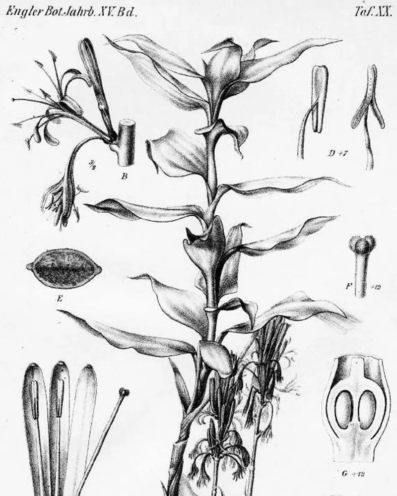 Engraving of an upright cane in flower, lance-shaped leaves clasping it at the nodes and tufts of narrow flowers held in the leaf axils, surrounded by enlarged studies of the flower, the anthers, the ovary and a seed.