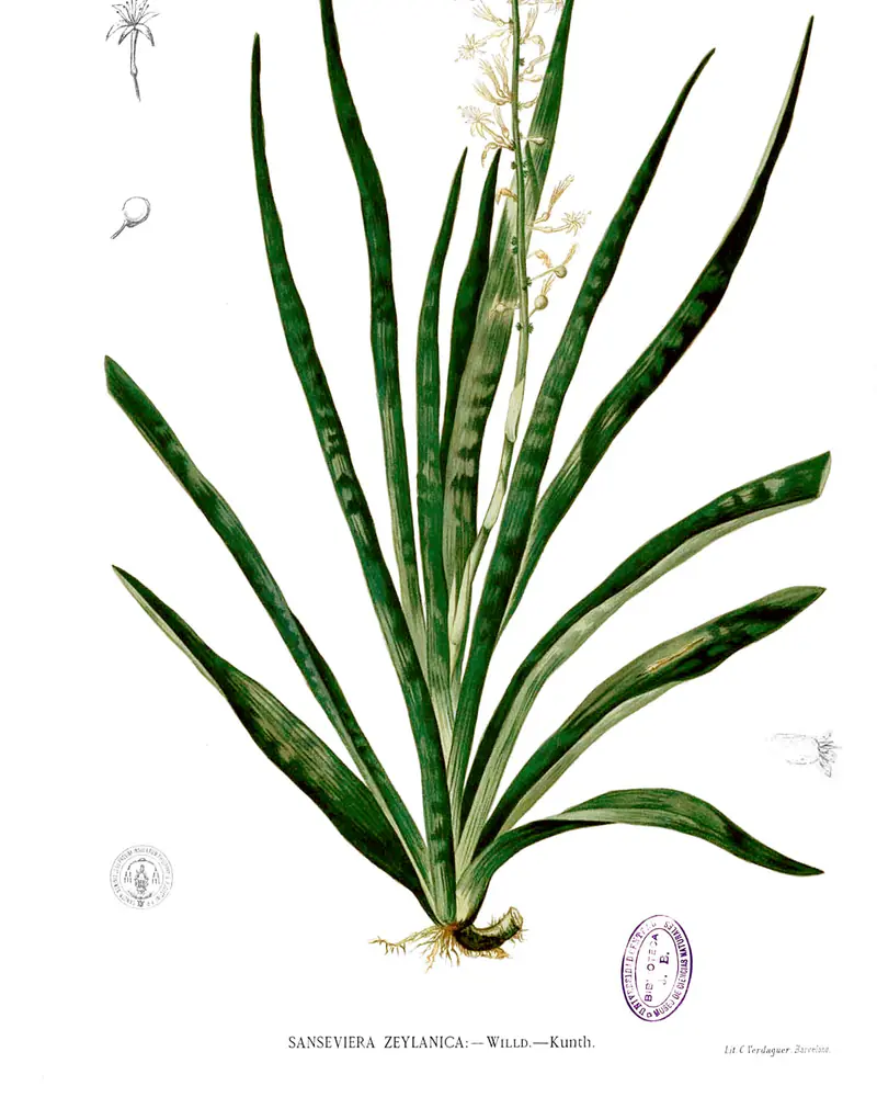 Hand coloured lithograph of a rosette of long stiff sword-shaped leaves banded in dark and pale green, rising from a short creeping rootstock with a slender spike of white flowers at the centre.