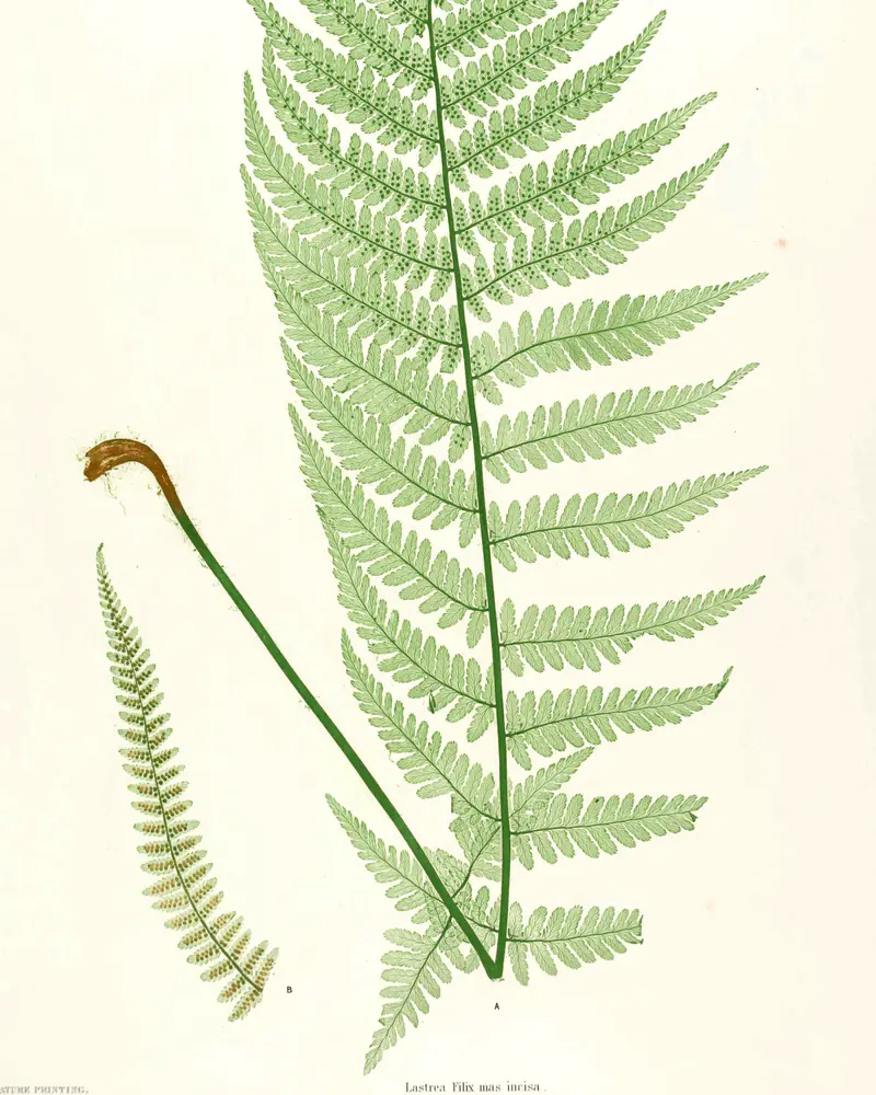 A hand coloured plate of the male fern, one tall twice pinnate frond arching from a scaly brown rootstock with a smaller young frond beside it, bearing spores rather than flowers.