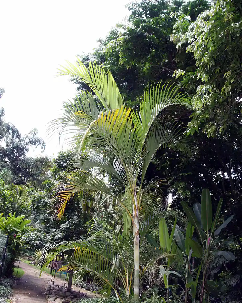 A photograph of an areca palm in a garden, a slender ringed green stem carrying long arching fronds of narrow feathery leaflets.