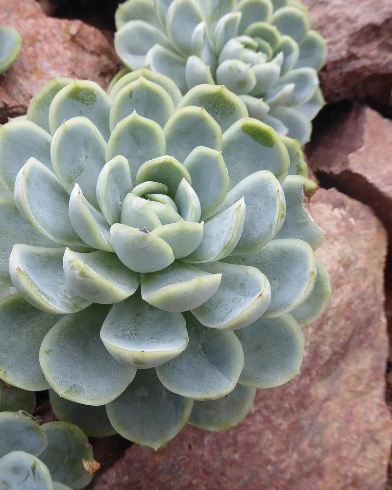 A photograph of an echeveria among red rocks, a tight rosette of pale blue green spoon shaped leaves with a second rosette offsetting behind it and no flower stalk.