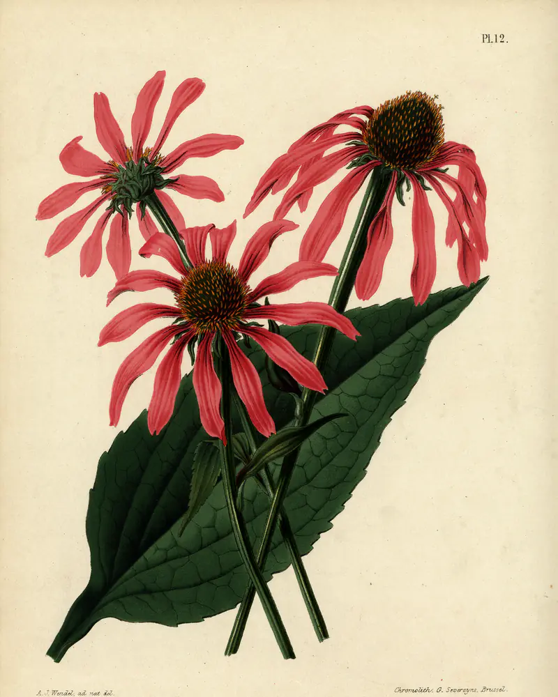 A hand coloured plate of purple coneflower in full flower, three heads of drooping rose pink ray florets around a domed orange brown cone, carried on stiff stems above broad ovate leaves with sunken veins.