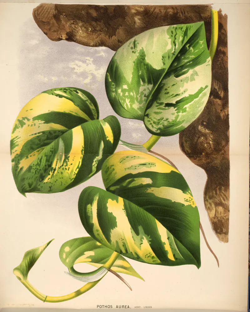 A plate of Epipremnum aureum under its old name Pothos aureus, showing the variegated climbing stem.
