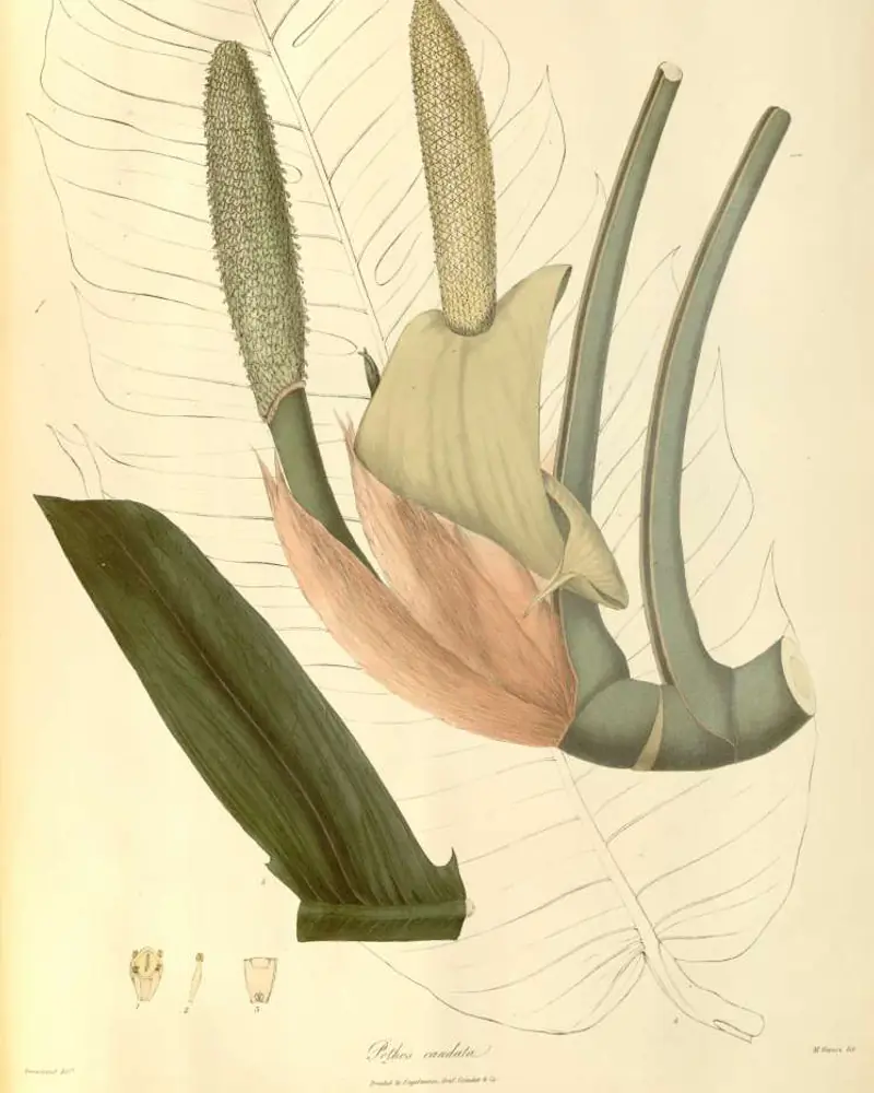 A hand coloured plate of the dragon tail aroid in flower, a huge pinnately slit leaf drawn in fine outline behind one solid dark green blade, with thick arching stems and a cream and pink spathe beside two pale green spadices.