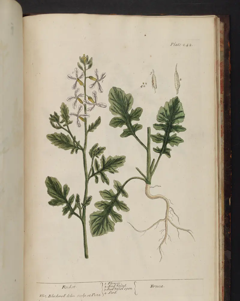 A hand coloured engraving of rocket in flower, an upright branching stem of pale cream flowers with dark veins standing above deeply pinnately lobed leaves, drawn beside a second shoot lifted to show its slender taproot and a few detached seed pods.