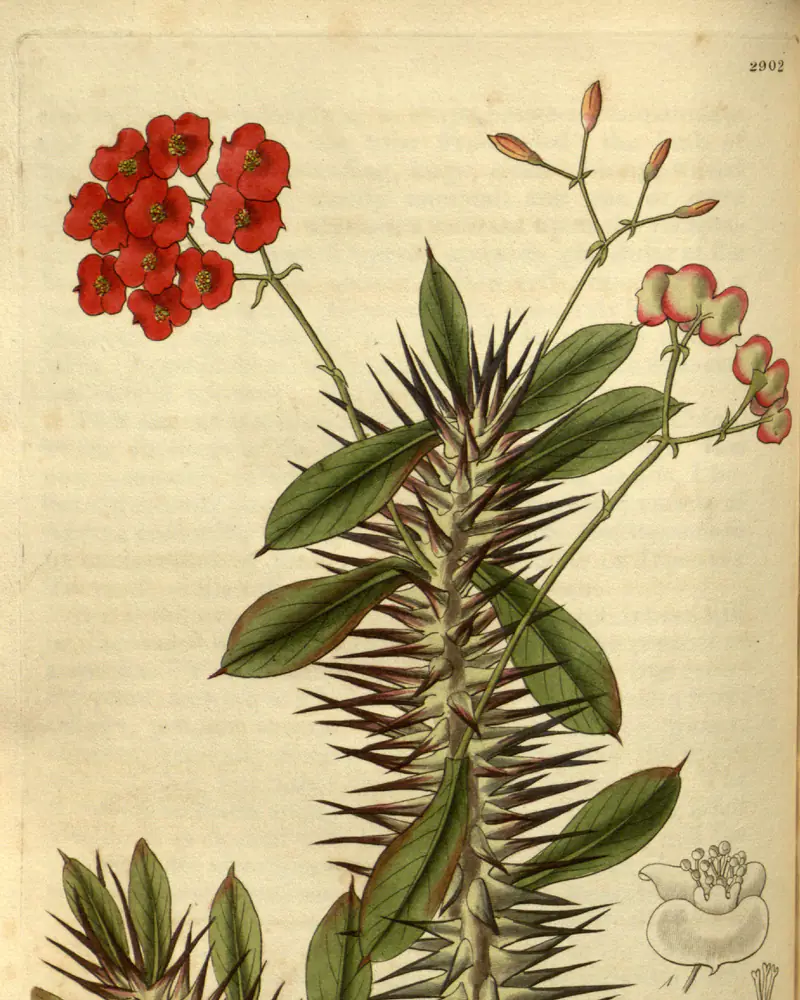A hand coloured engraving of crown of thorns in flower, thick upright stems densely armed with long grey spines, oblong green leaves gathered towards the tips and clusters of small scarlet bracted flowers on slender stalks.