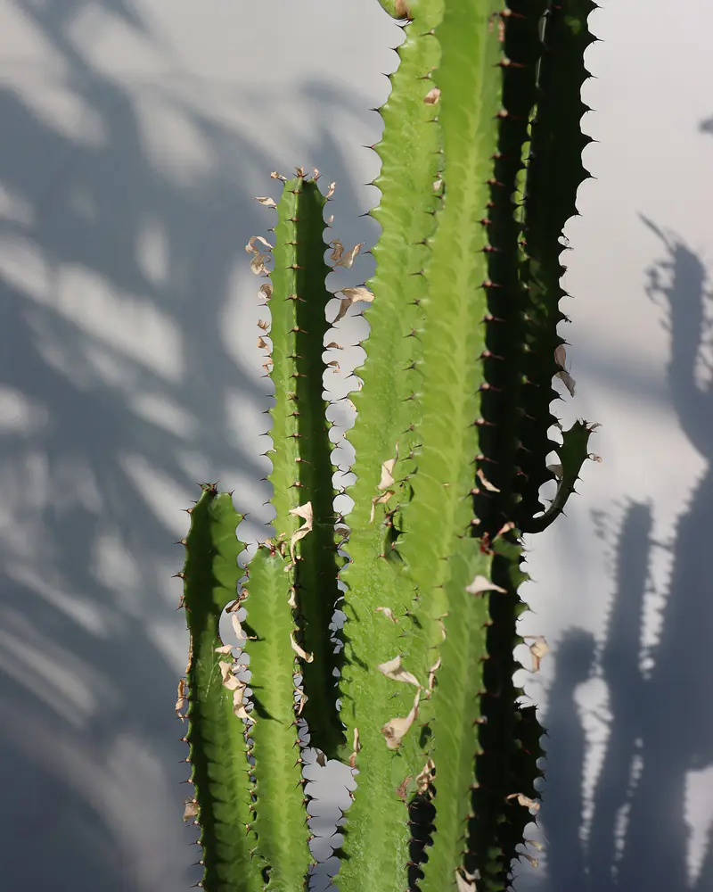 A photograph of an African milk tree against a pale wall, showing upright three angled stems ridged with paired brown thorns and small leaves along the edges.
