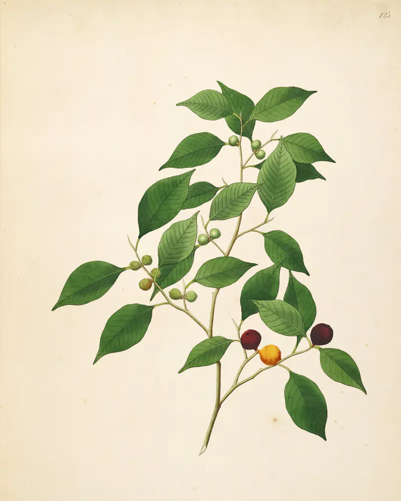 A plate of Ficus benjamina showing a fruiting branch with small paired figs.
