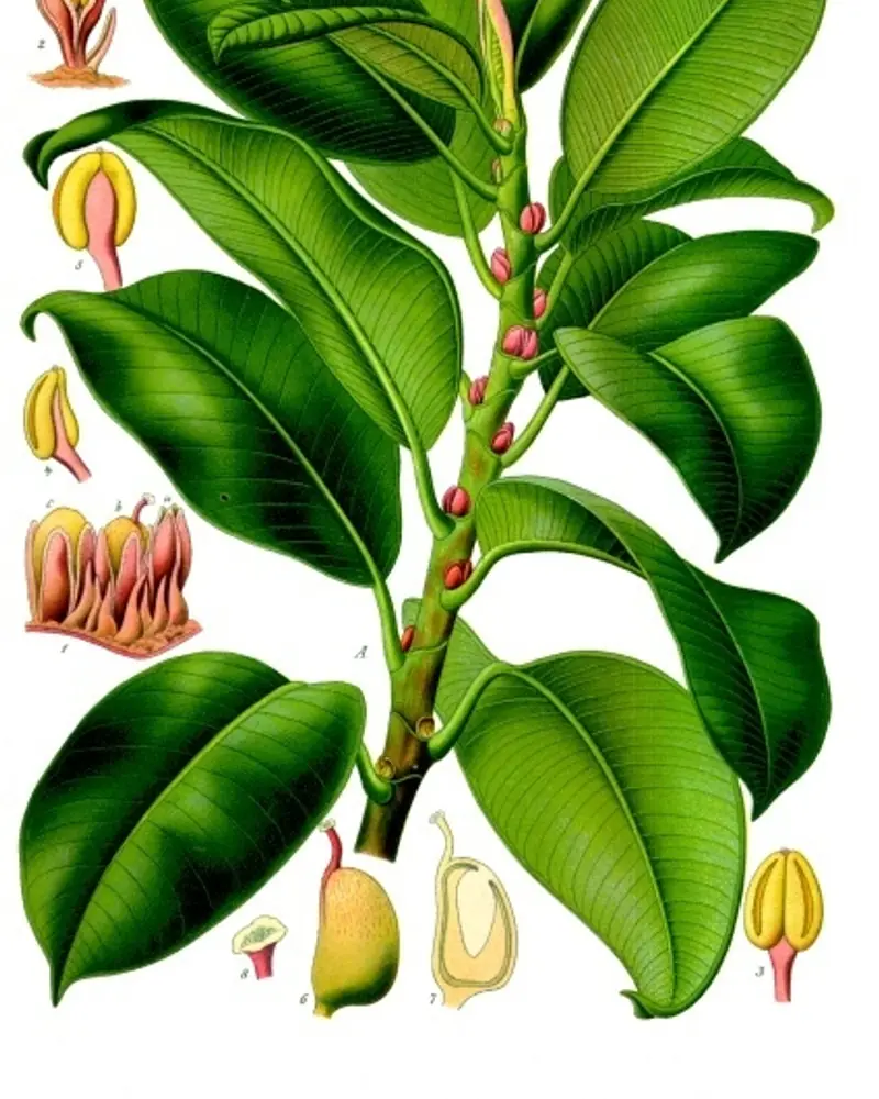 A hand coloured plate of Ficus elastica showing a leafy branch with the fruit and flower parts beside it.