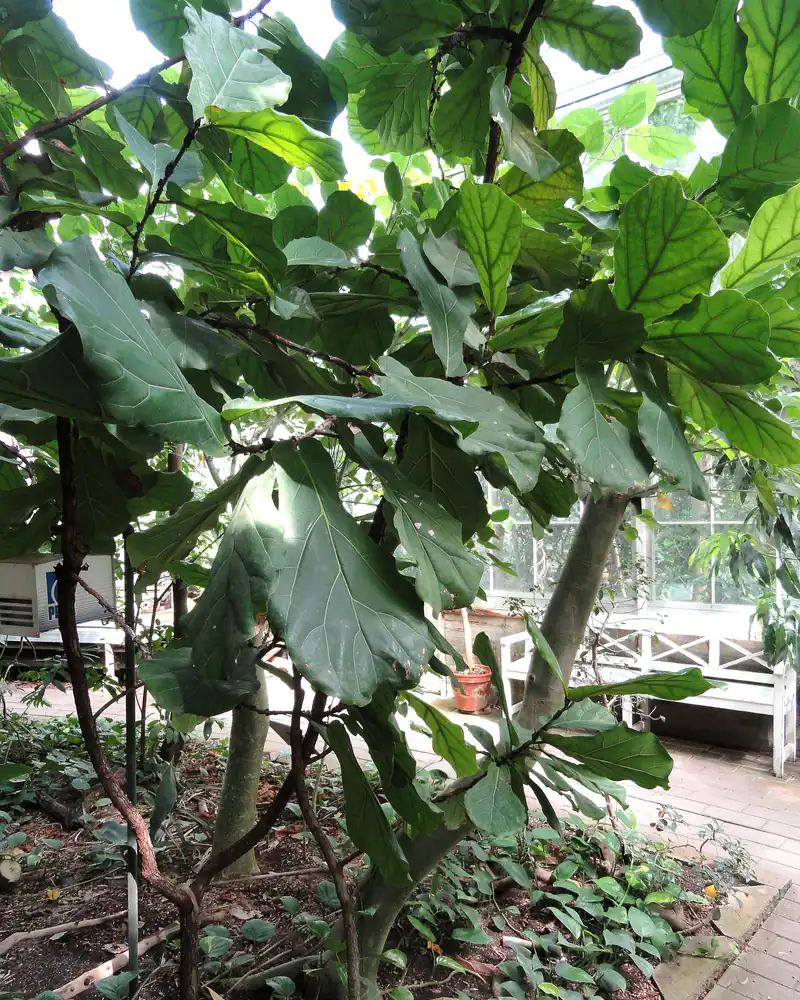 A photograph of a fiddle leaf fig grown as a small glasshouse tree, its slender trunk branching low beneath broad leathery leaves shaped like a violin, in leaf only with no figs on the branches.