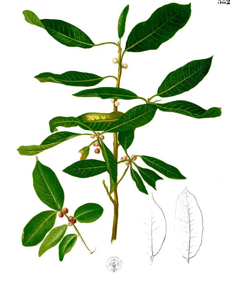 A hand coloured plate of a ginseng ficus branch in fruit, glossy elliptic leaves set alternately along a slim stem with small round figs ripening from cream to pink to red in the leaf axils, and two plain leaf outlines drawn at the side.