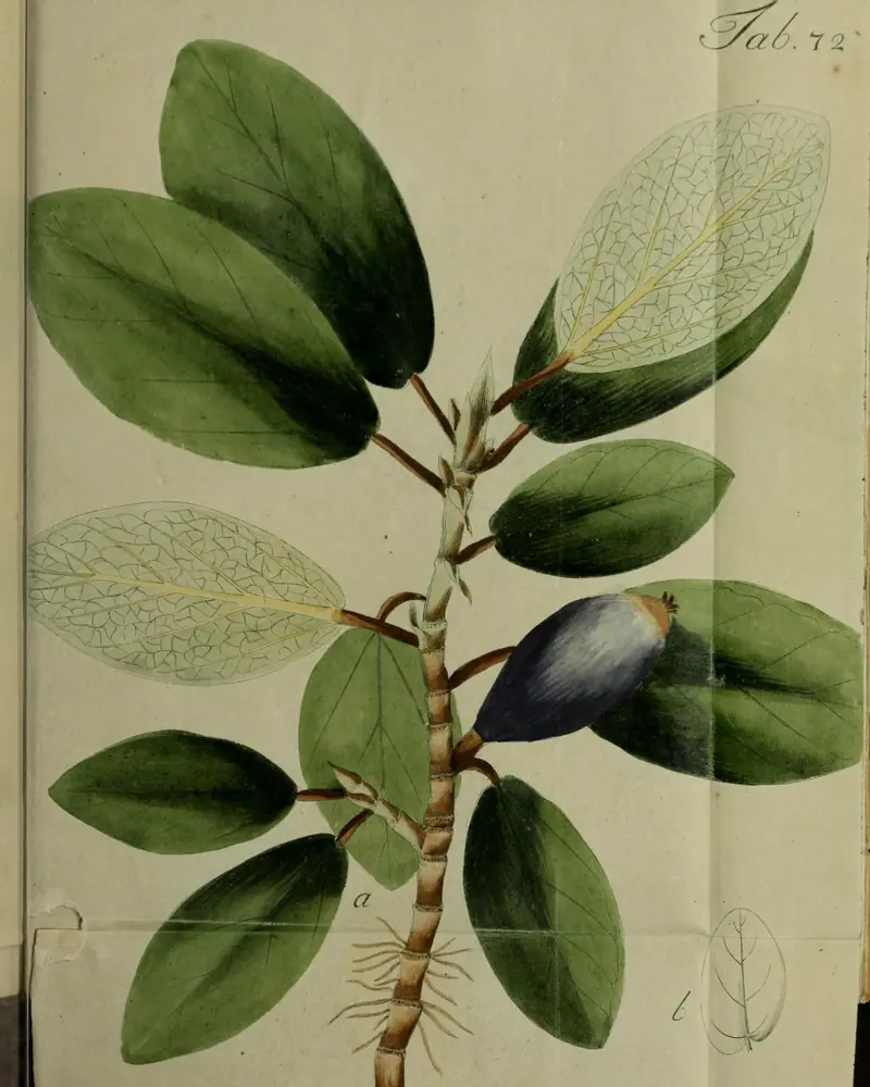 A hand coloured plate of Ficus pumila showing a rooting stem set with small oval leaves, two of them turned to show the pale veined underside, and a single dark fig.