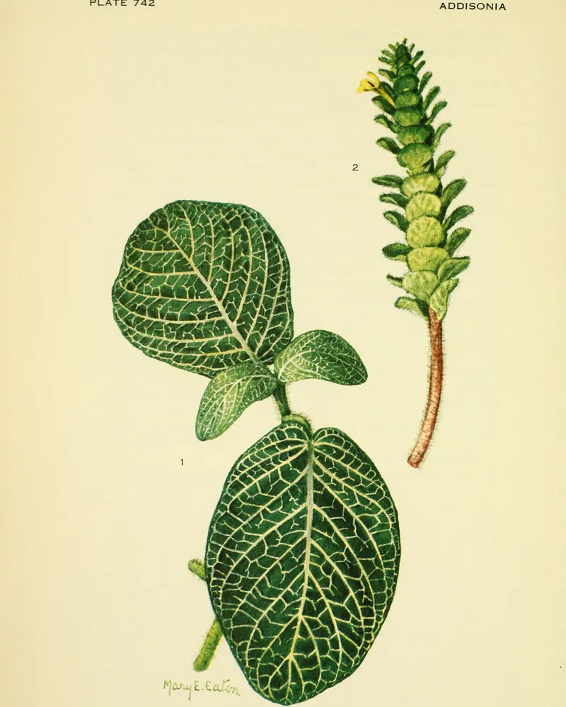 A hand coloured plate of the nerve plant, a low creeping shoot carrying broad oval leaves netted all over with fine white veins, drawn beside its upright green bracted flower spike with one small yellow flower open.
