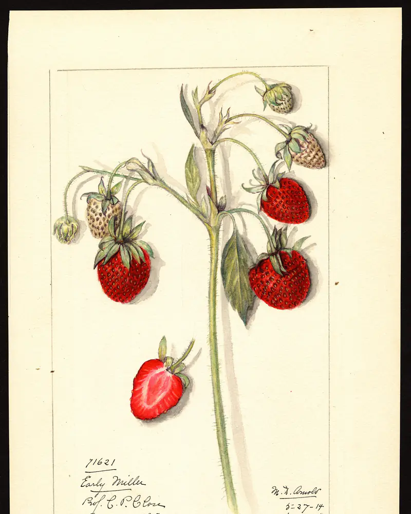 A watercolour plate of a garden strawberry in fruit, a thick stem bowing under ripe red berries with green calyces, one berry cut across to show its pale flesh, alongside unripe green fruit and grey green leaflets.