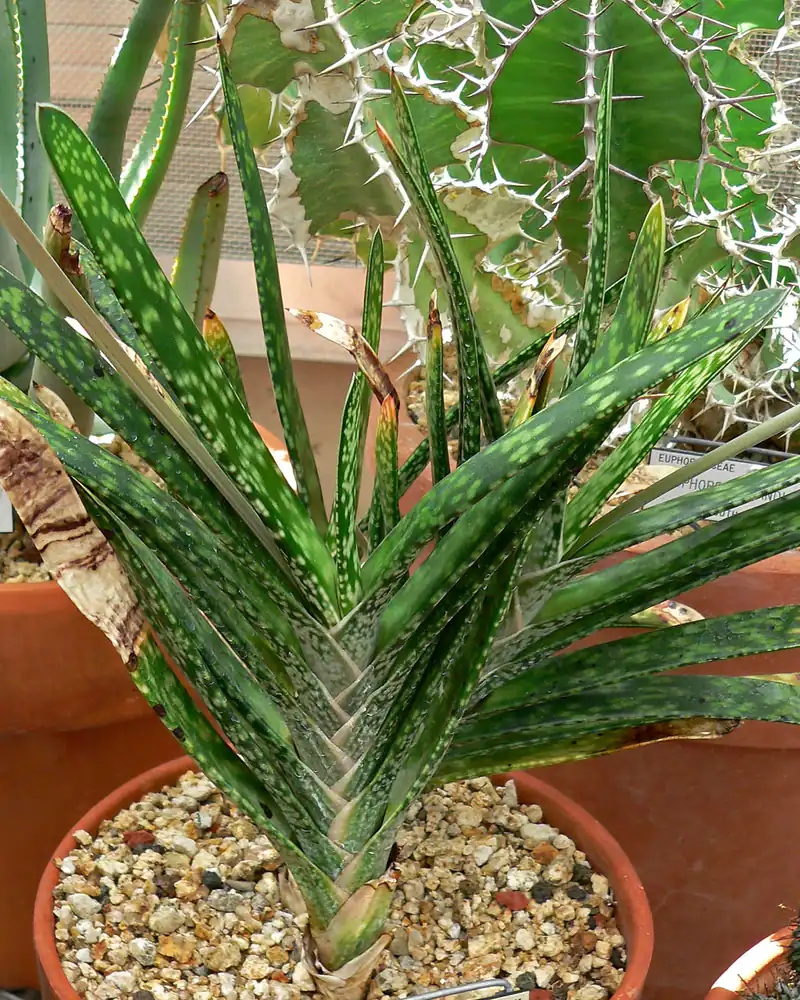 A photograph of an ox tongue in a clay pot, its thick tongue shaped leaves speckled with white and arranged in two opposite ranks, with no flower stem.