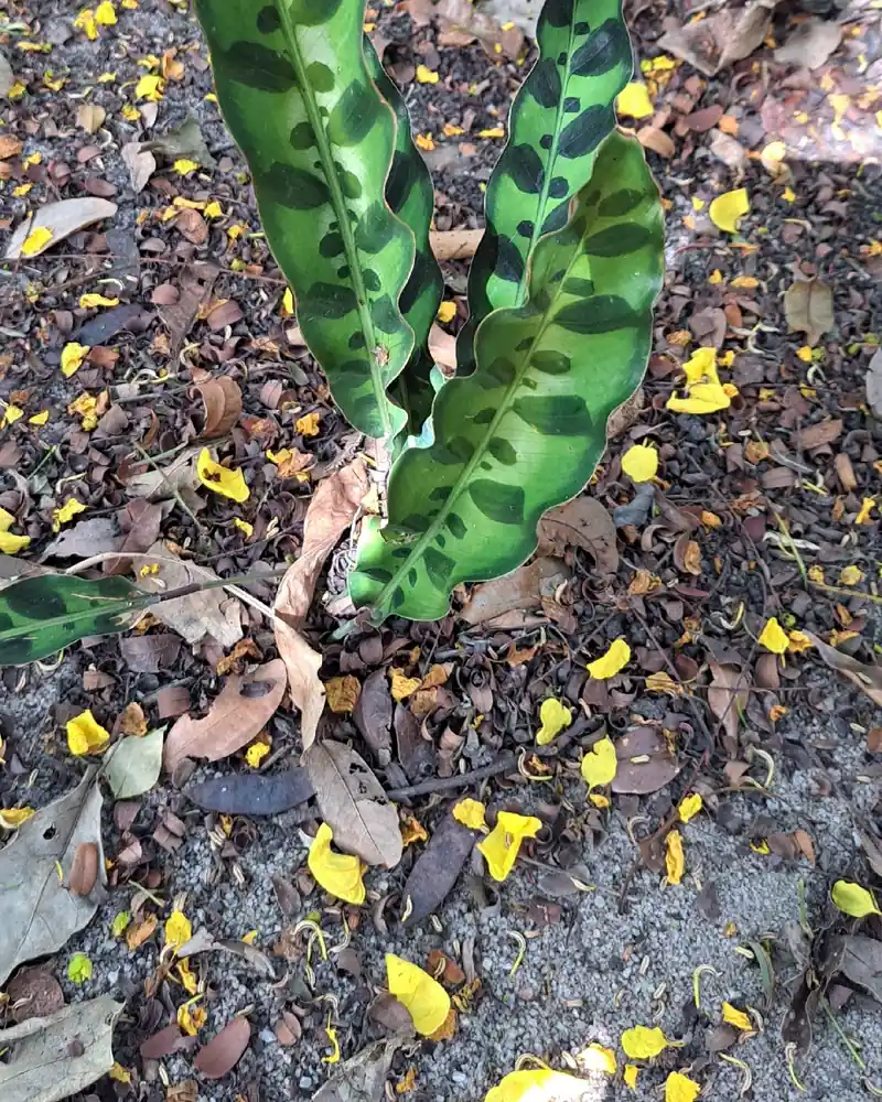 A photograph of a rattlesnake plant growing in leaf litter, its upright wavy edged lance shaped leaves marked along the midrib with dark oval blotches.