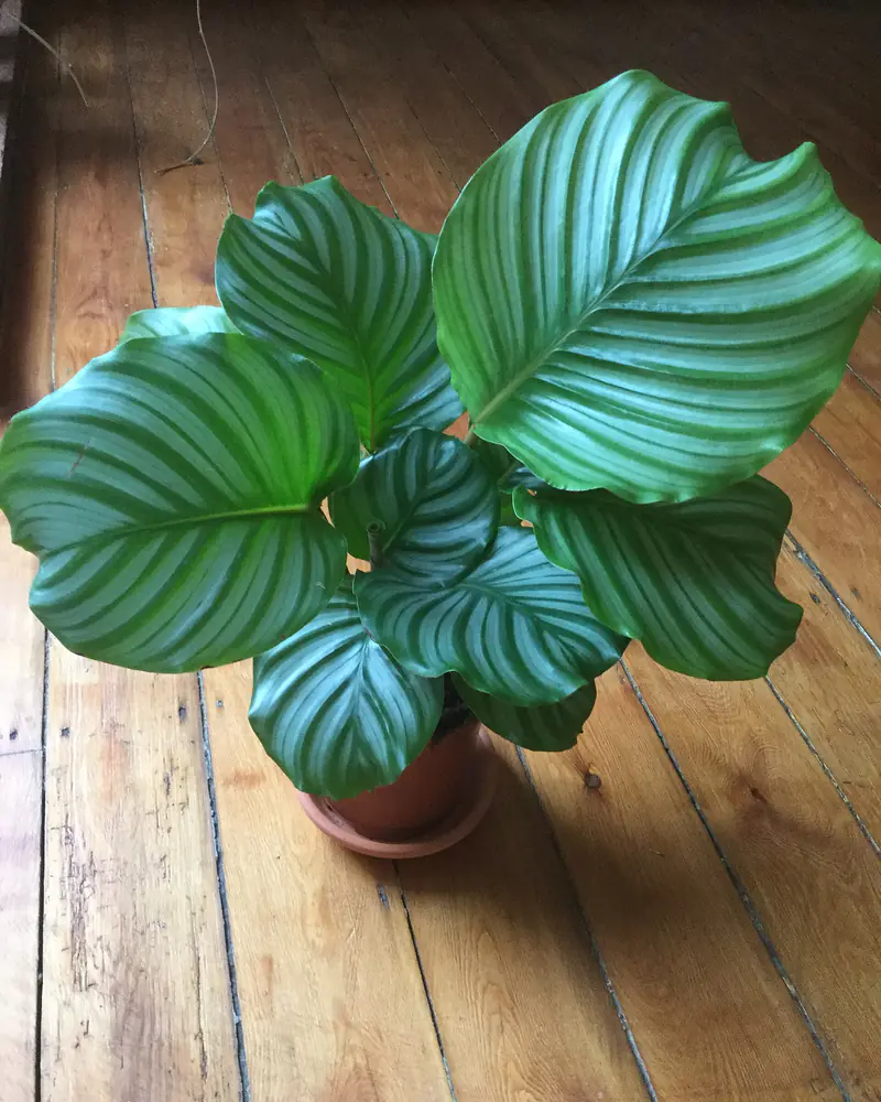 A photograph of a calathea in a clay pot on a bare wooden floor, its broad rounded leaves banded with alternating stripes of silver and dark green.
