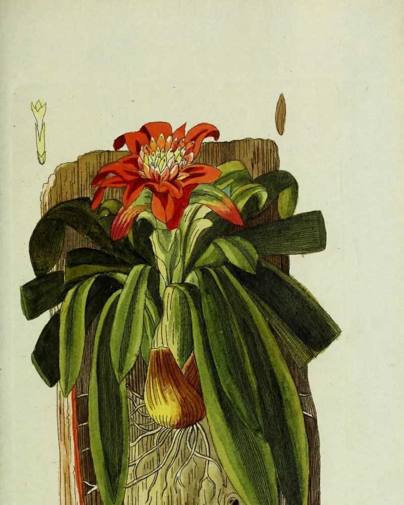 A hand coloured plate of scarlet star in flower, a rosette of long arching strap shaped leaves spreading from a swollen base bound to a slab of bark, with a flat scarlet star of bracts and small white flowers at its centre.