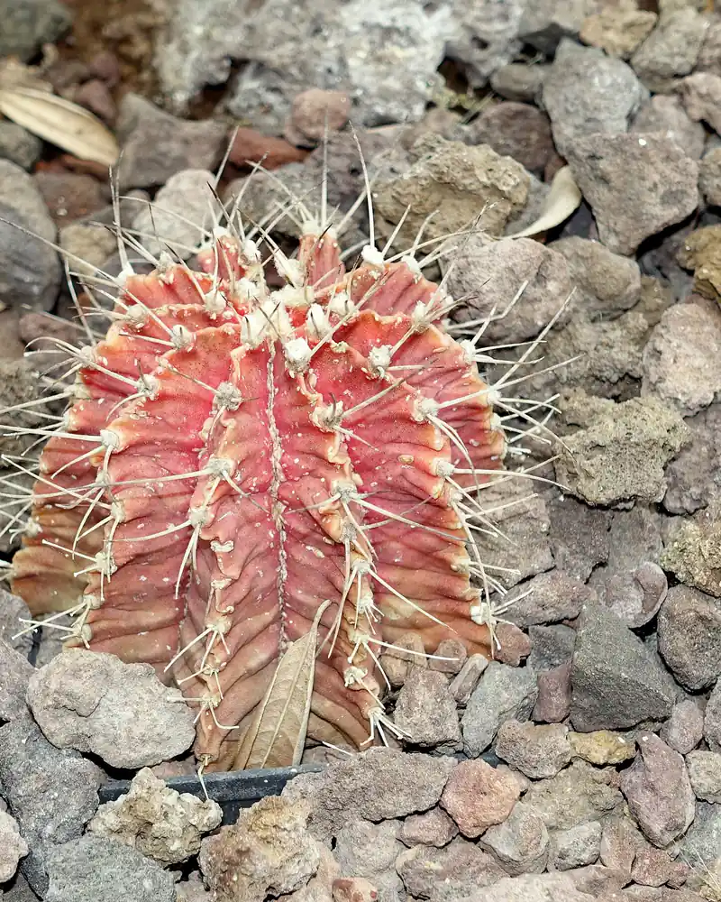 A photograph of a moon cactus, a single squat globe of deep ribs flushed dusky red and grey, each rib edged with pale curving spines, sitting in coarse volcanic gravel and not in flower.