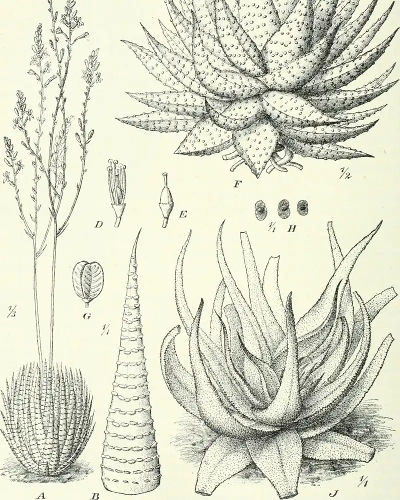 An engraving of haworthias in outline, showing a clump of stiff tapering leaves sending up a slender branched flower spike, a single leaf ridged with rows of raised white dots, and two rosettes drawn larger beside them.