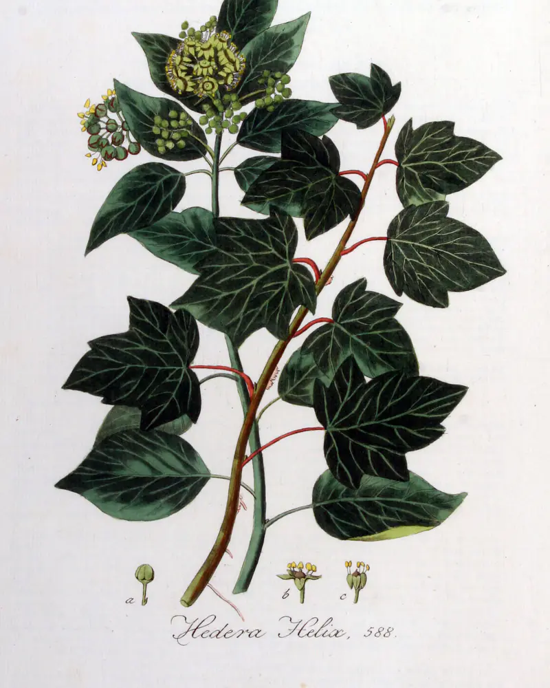 A hand coloured plate of Hedera helix showing the lobed juvenile leaves and the flowering growth.
