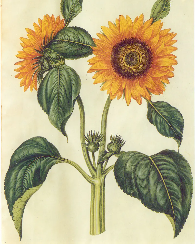 Hand coloured plate of a stout sunflower stem in flower, carrying two broad golden ray heads and a pair of tight buds above large heart shaped leaves.